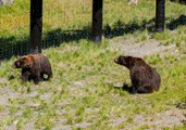 http://www.alaskawildlife.org/wp-content/uploads/2015/03/AWCC-Bears-Boardwalk-Gator-006_1.jpg